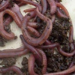 Earthworm Organic Fertilizer