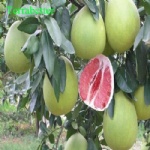 HONEY POMELO