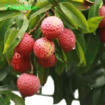 Lychee