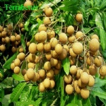 longan