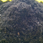 Earthworm Organic Fertilizer