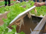Fruit Vegetable Hydroponic nutrient
