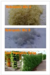 Leaf Vegetable hydroponic nutrient