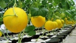 muskmelon Hydroponic Fertilizer