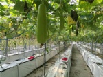 gourd Hydroponic Fertilizer